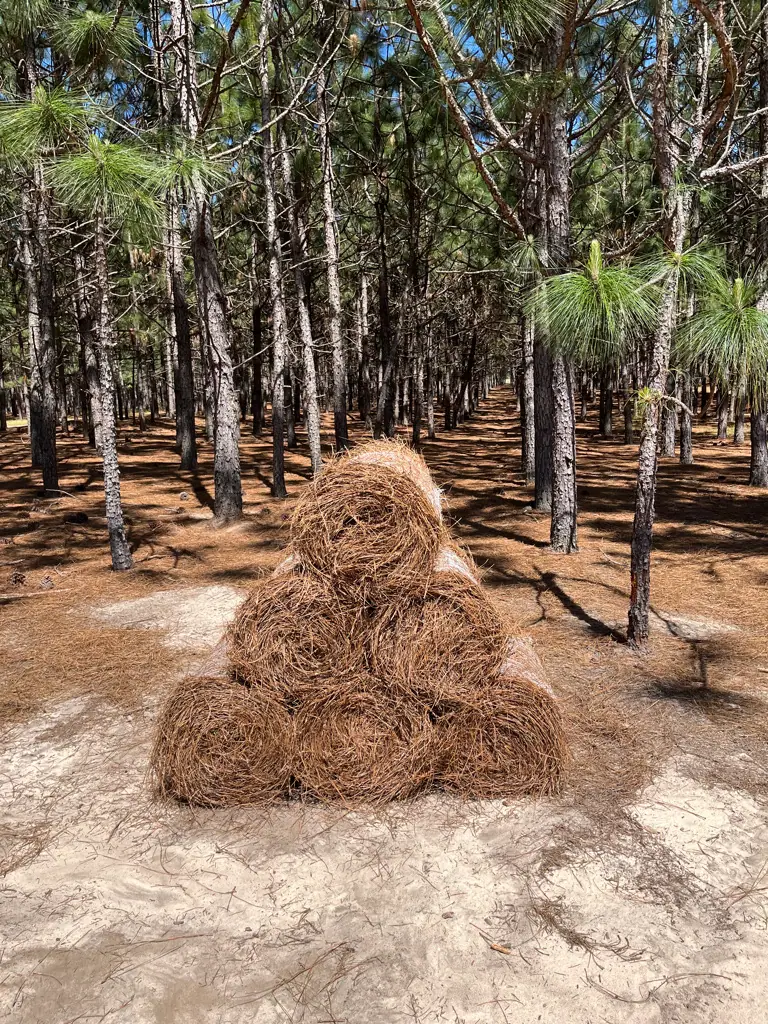 Longleaf pinestraw and longleaf pine woodland